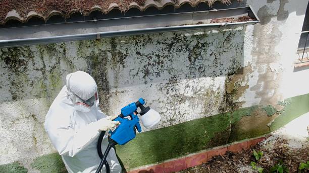 Top rated local Mold Remediation specialists in Linden, TX